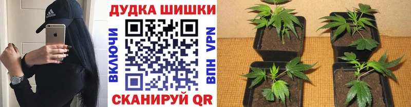 Марихуана Bruce Banner как найти закладки Буй